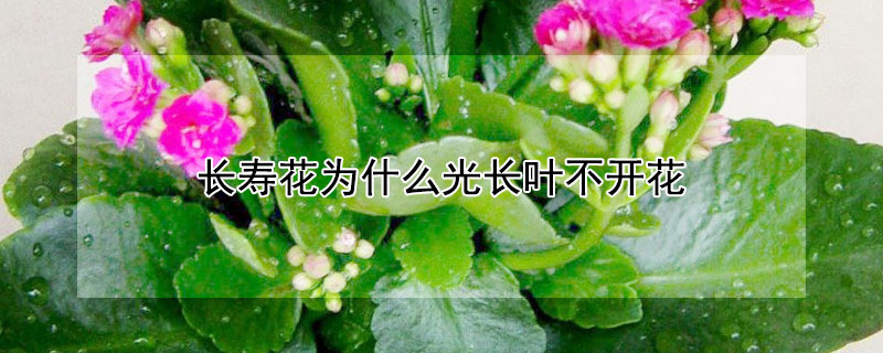長壽花為什麼光長葉不開花