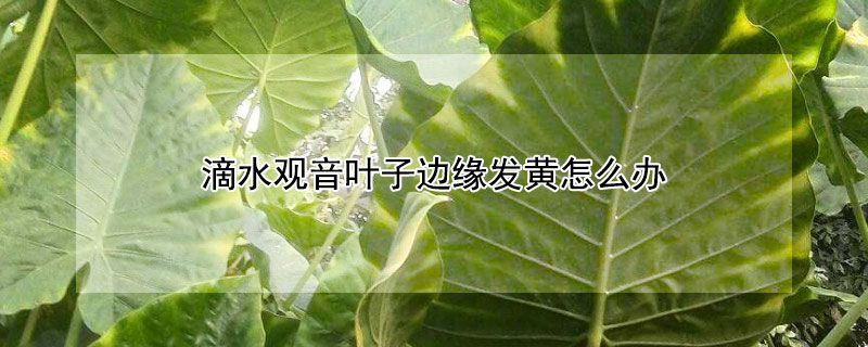 滴水觀音葉子邊緣發黃怎麼辦
