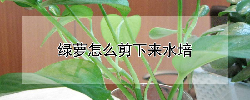 綠蘿怎麼剪下來水培