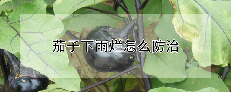 茄子下雨爛怎麼防治
