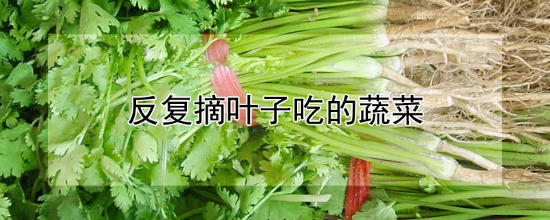 反複摘葉子吃的蔬菜