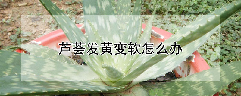 蘆薈發黃變軟怎麼辦