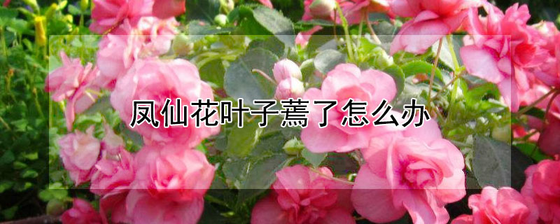 鳳仙花葉子蔫了怎麼辦