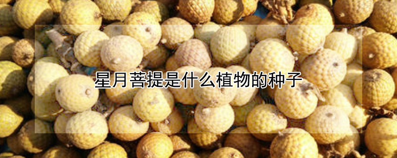 星月菩提是什麼植物的種子
