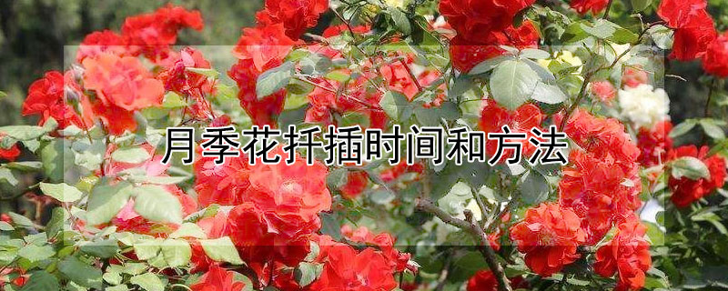 月季花扡插時間和方法