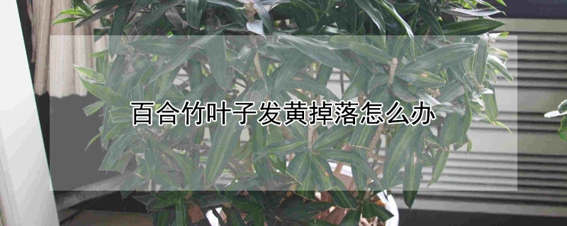 百合竹葉子發黃掉落怎麼辦