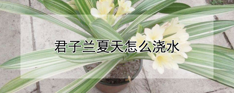君子蘭夏天怎麼澆水
