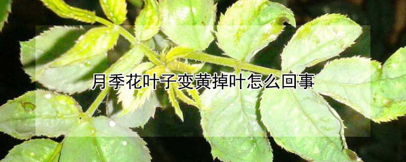 月季花葉子變黃掉葉怎麼回事