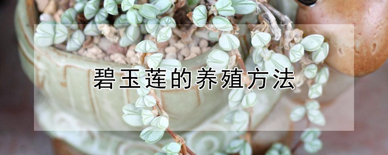 碧玉蓮的養殖方法