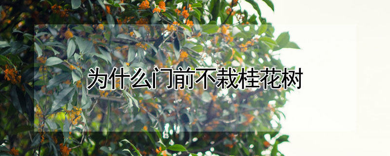 為什麼門前不栽桂花樹
