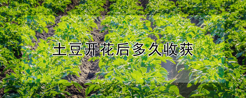 土豆開花後多久收獲