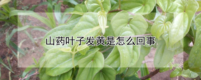 山藥葉子發黃是怎麼回事