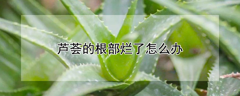 蘆薈的根部爛了怎麼辦