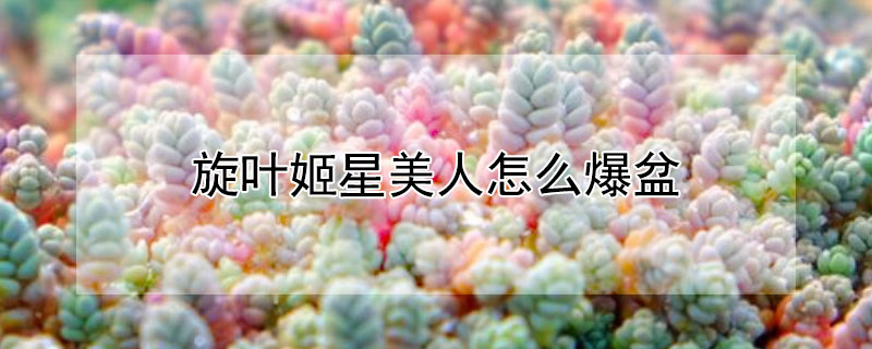 旋葉姬星美人怎麼爆盆