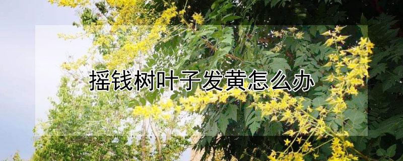 搖錢樹葉子發黃怎麼辦