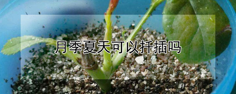 月季夏天可以扡插嗎