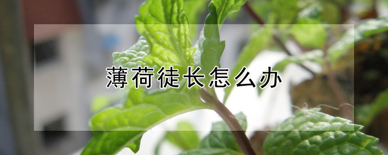 薄荷徒長怎麼辦