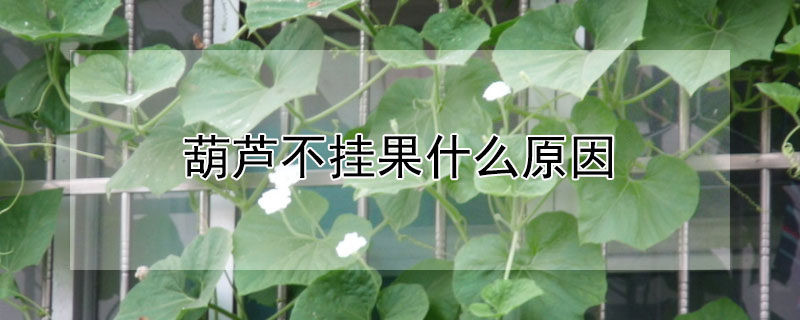 葫蘆不掛果什麼原因