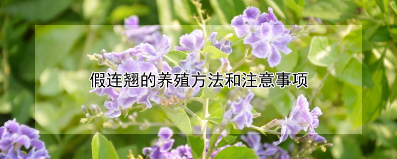 假連翹的養殖方法和注意事項