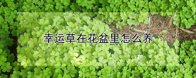 幸運草在花盆裏怎麼養