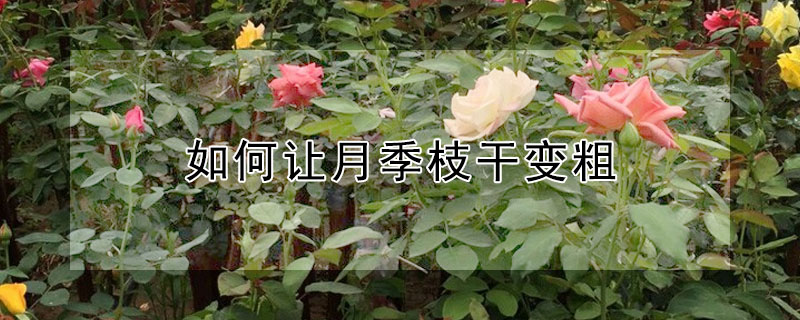 如何讓月季枝幹變粗