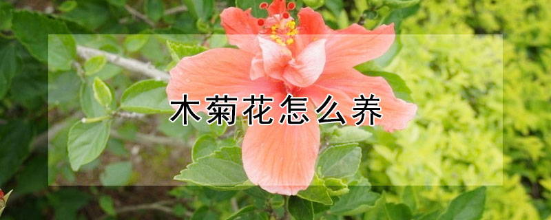 木菊花怎麼養