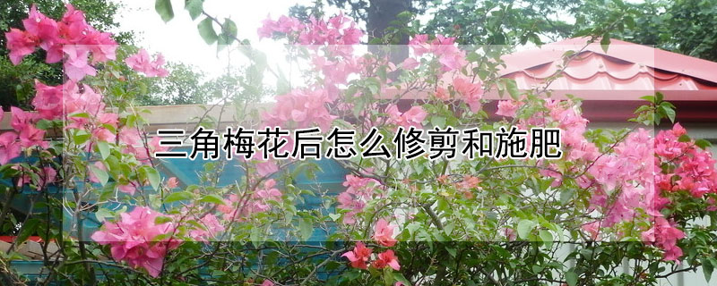 三角梅花後怎麼修剪和施肥