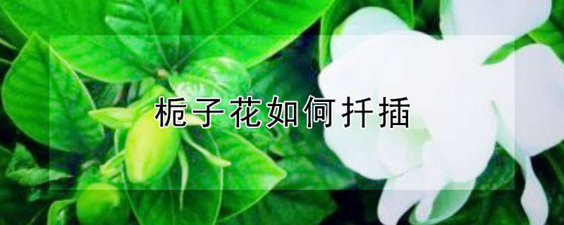 梔子花如何扡插