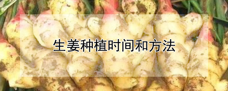 生薑種植時間和方法