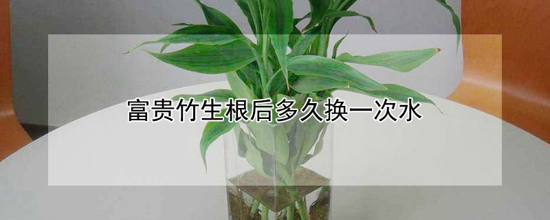 富貴竹生根後多久換一次水