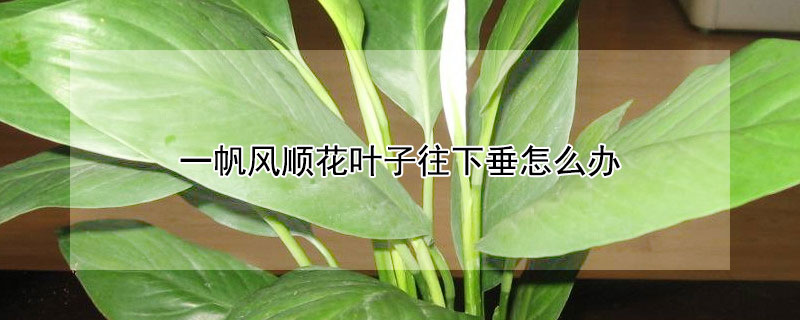 一帆風順花葉子往下垂怎麼辦