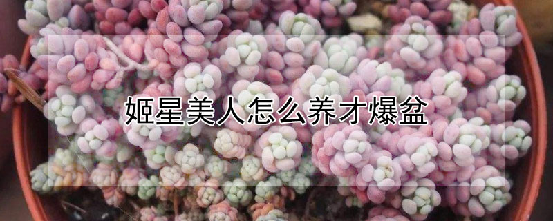 姬星美人怎麼養才爆盆
