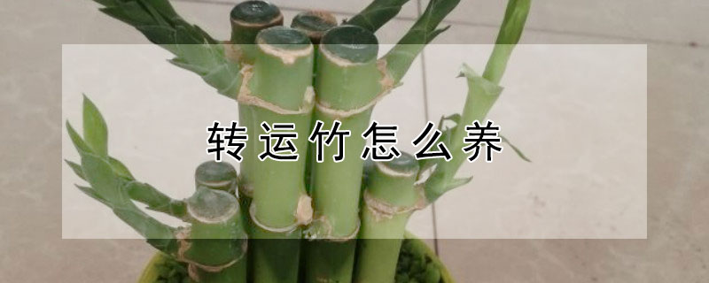 轉運竹怎麼養