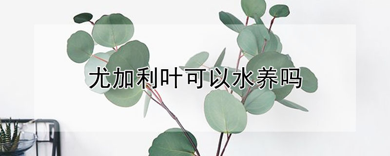 尤加利葉可以水養嗎