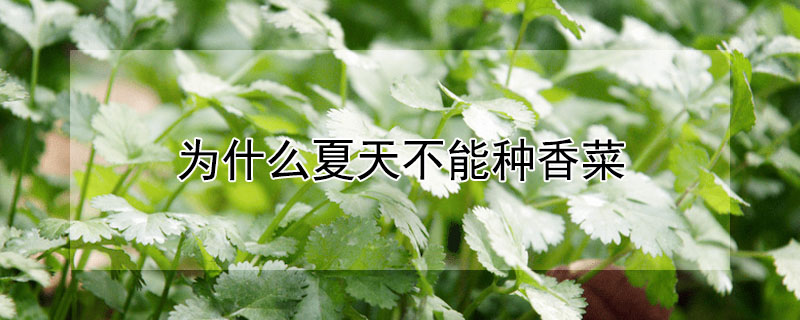 為什麼夏天不能種香菜