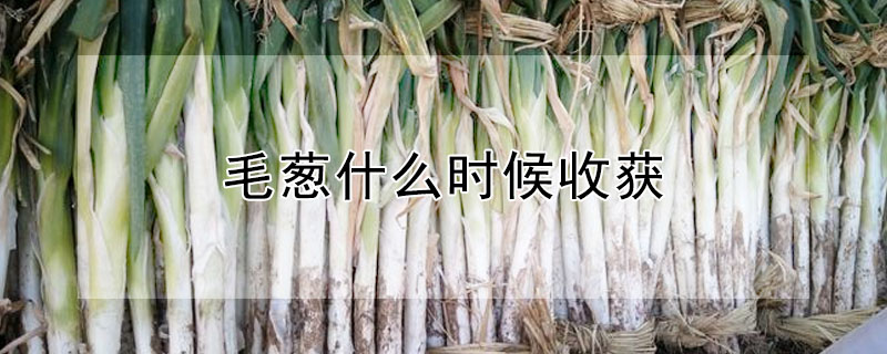 毛蔥什麼時候收獲