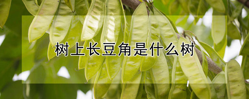 樹上長豆角是什麼樹