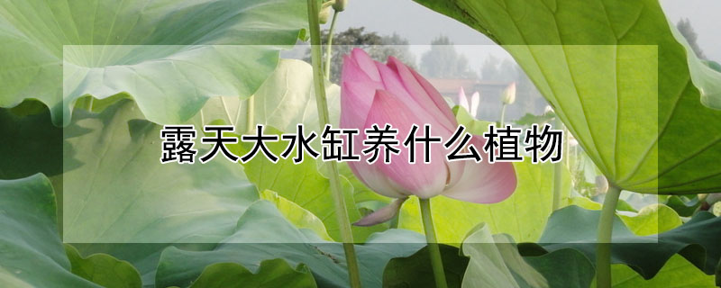 露天大水缸養什麼植物