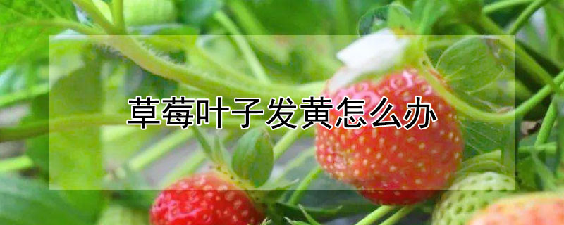 草莓葉子發黃怎麼辦