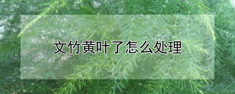 文竹黃葉了怎麼處理