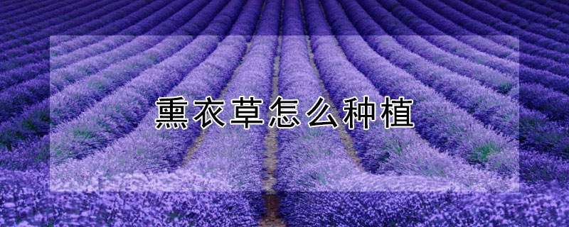 熏衣草怎麼種植
