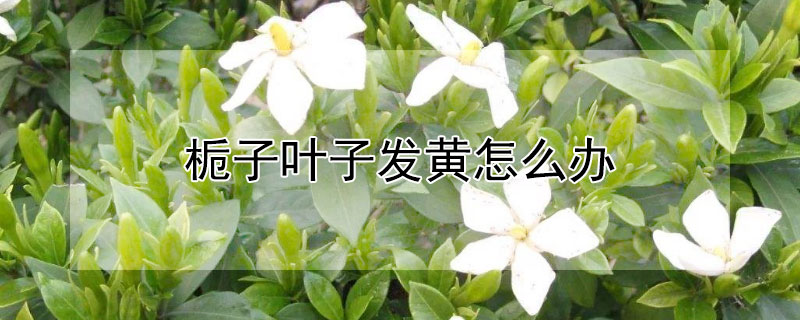 梔子葉子發黃怎麼辦