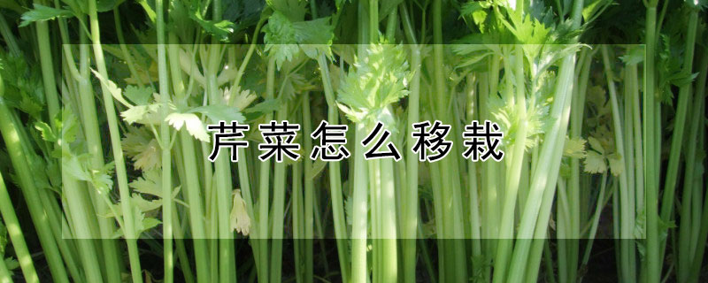 芹菜怎麼移栽