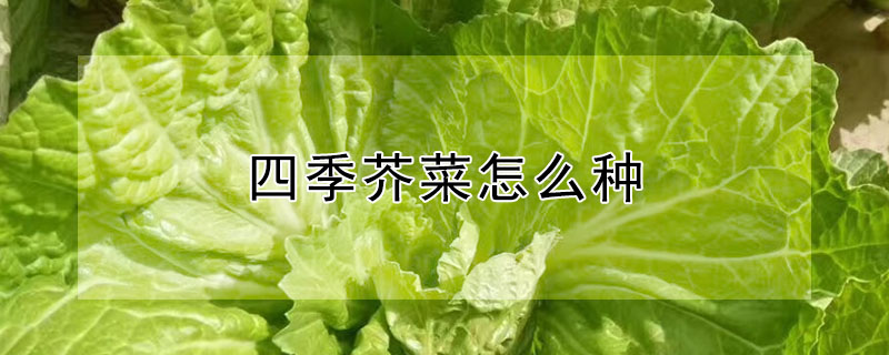 四季芥菜怎麼種