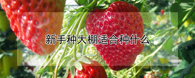 新手種大棚適合種什麼