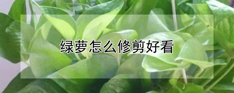 綠蘿怎麼修剪好看