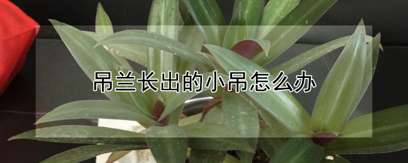 吊蘭長出的小吊怎麼辦