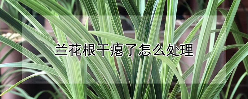 蘭花根幹癟了怎麼處理