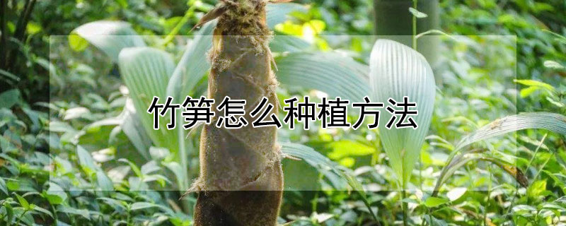 竹筍怎麼種植方法