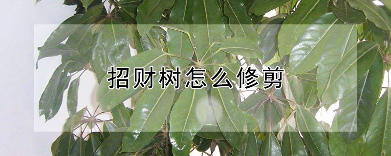 招財樹怎麼修剪